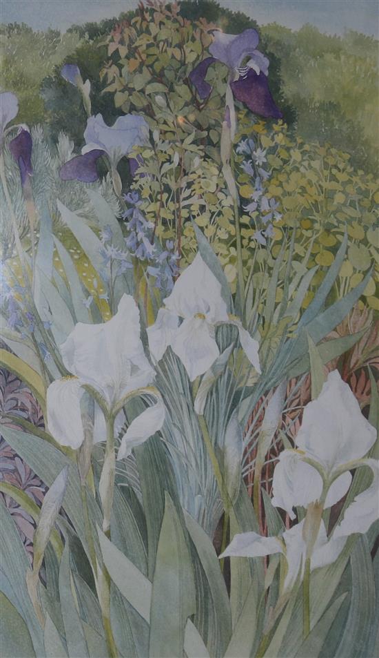 Anne Cathcart, watercolour, Irises, 50 x 37cm